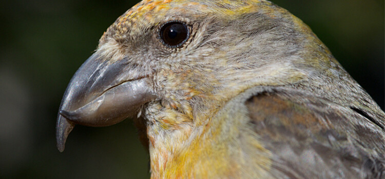 (English) Nest-site selection by Cassia Crossbills and management implications (English) Nest-site selection by Cassia Crossbills and management implications