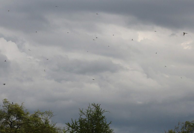Flycatcher migration in Tucumán Flycatcher migration in Tucumán