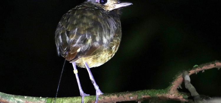 Tagging Amazonian birds led to harness improvements