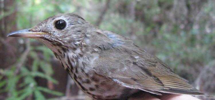 (English) Baja or bust! Wintering destinations of Monterey Hermit Thrushes (English) Baja or bust! Wintering destinations of Monterey Hermit Thrushes