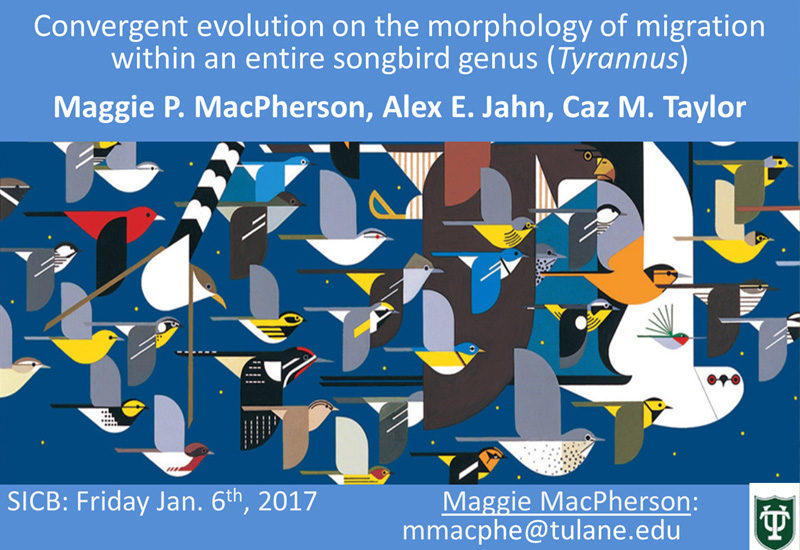 (English) Maggie MacPherson’s poster at SICB 2017 (English) Maggie MacPherson’s poster at SICB 2017