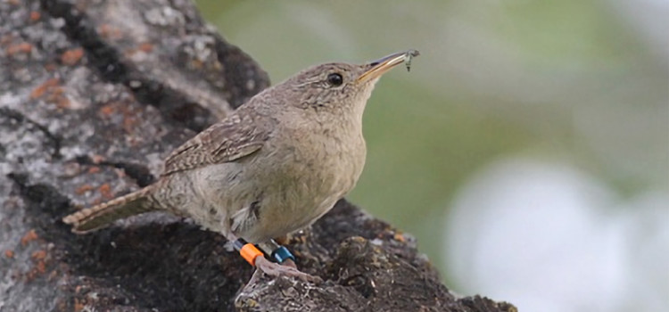 (English) Conventional and network analyses of song organization and complexity in northern House Wrens (English) Conventional and network analyses of song organization and complexity in northern House Wrens