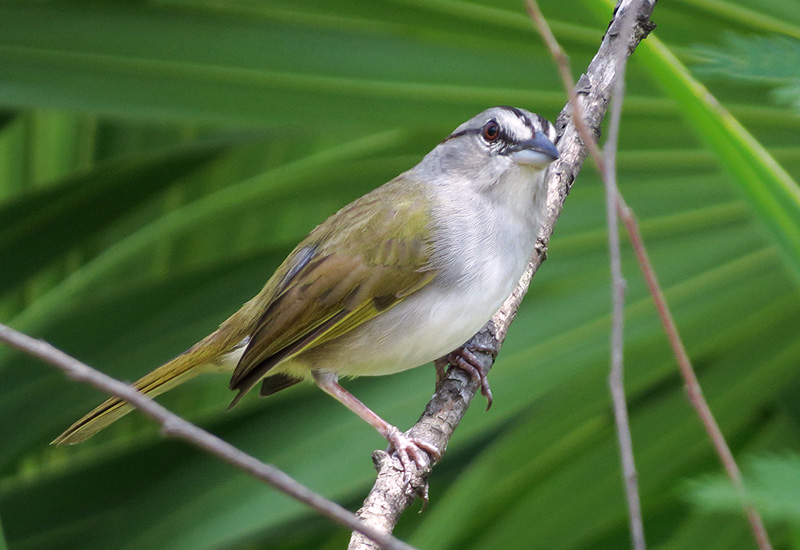 (English) Do you sing like I do? Geographic variation in the vocalizations of a Neotropical sparrow species complex (English) Do you sing like I do? Geographic variation in the vocalizations of a Neotropical sparrow species complex