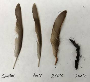 Implications for using singed feathers in determining geographic origin with wildlife forensics approaches