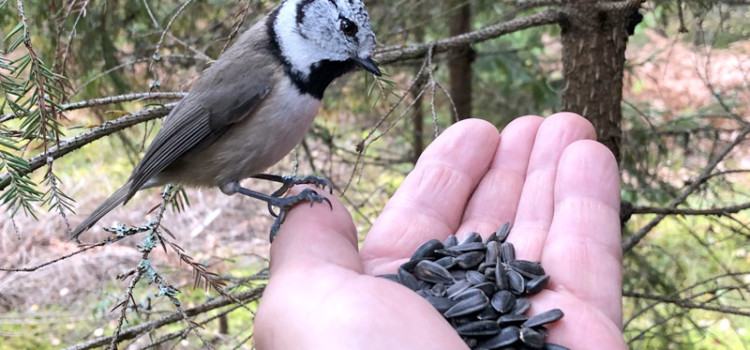 Only long term field data can capture nature’s stealthy rarities Only long term field data can capture nature’s stealthy rarities