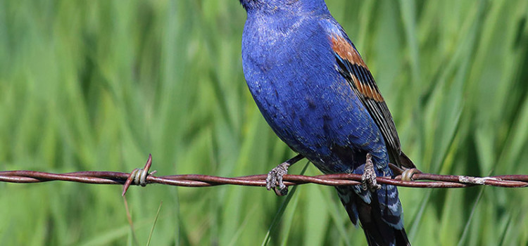 Mid-summer arrival by Blue Grosbeaks at the northern extent of their breeding range: evidence for dual breeding?