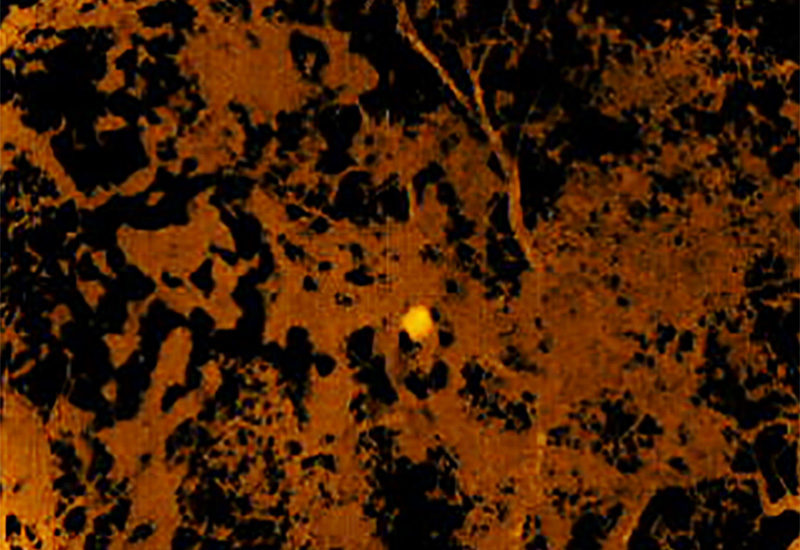 (English) Researchers use thermal cameras to detect roosting birds (English) Researchers use thermal cameras to detect roosting birds