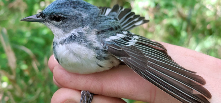 Documenting the ecology of Cerulean Warblers in the understudied Ozark region